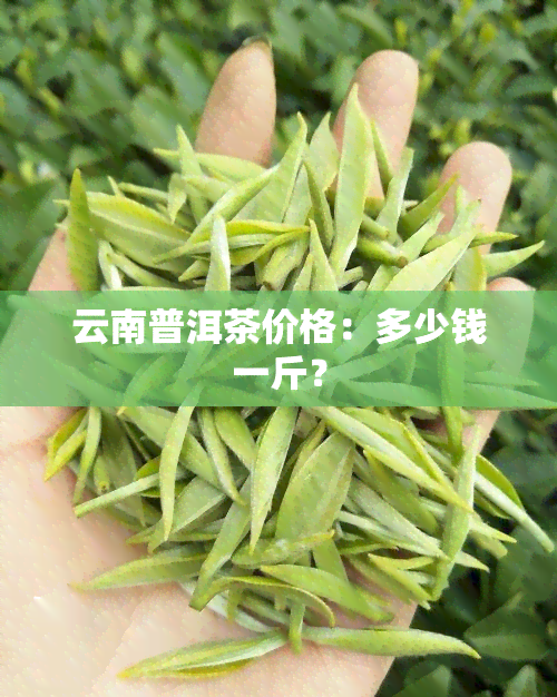 云南普洱茶价格：多少钱一斤？