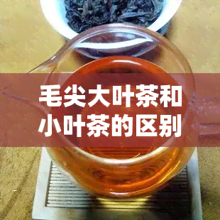 毛尖大叶茶和小叶茶的区别，毛尖大叶茶与小叶茶：你了解它们的区别吗？