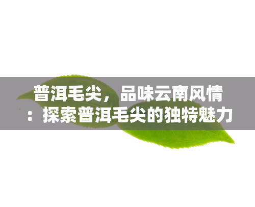 普洱毛尖，品味云南风情：探索普洱毛尖的独特魅力