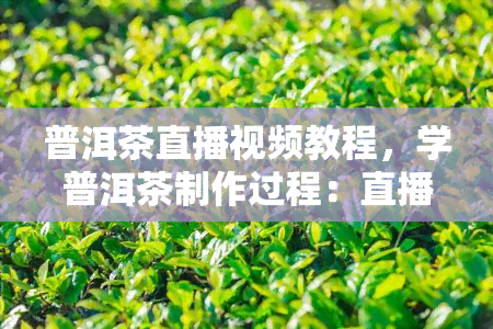 普洱茶直播视频教程，学普洱茶制作过程：直播视频教程