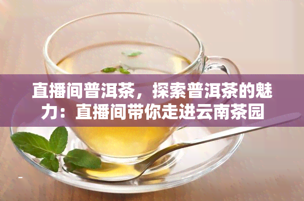 直播间普洱茶，探索普洱茶的魅力：直播间带你走进云南茶园