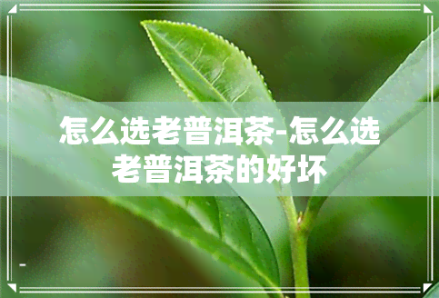 怎么选老普洱茶-怎么选老普洱茶的好坏