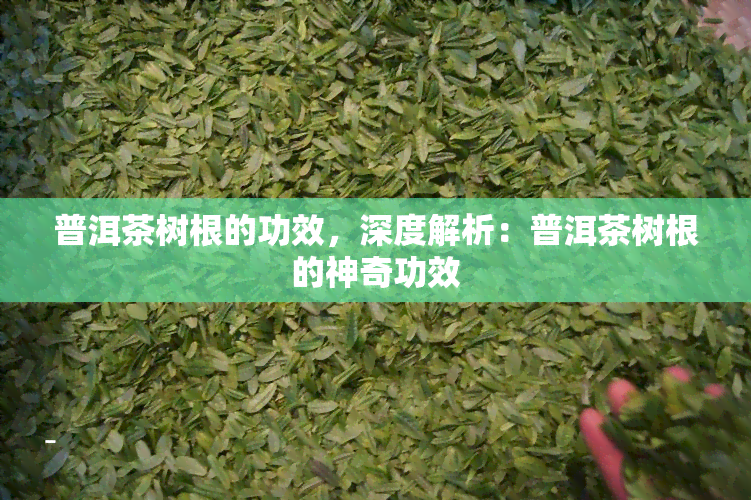 普洱茶树根的功效，深度解析：普洱茶树根的神奇功效