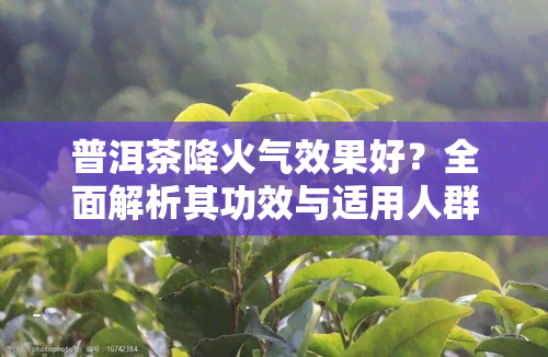 普洱茶降火气效果好？全面解析其功效与适用人群