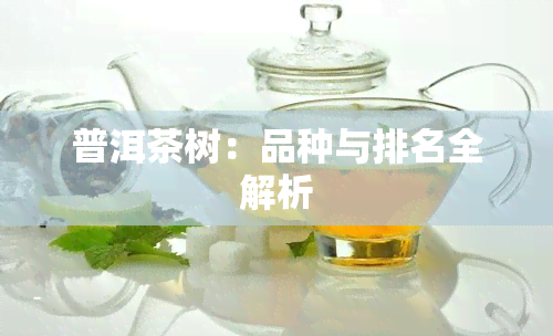 普洱茶树：品种与排名全解析