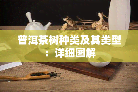 普洱茶树种类及其类型：详细图解