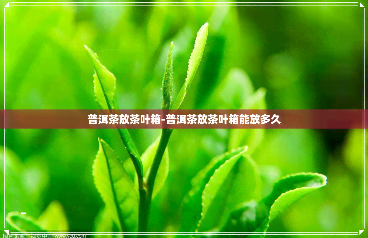 普洱茶放茶叶箱-普洱茶放茶叶箱能放多久