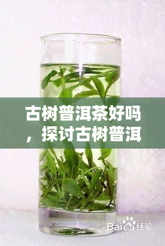 古树普洱茶好吗，探讨古树普洱茶的品质：它真的好吗？