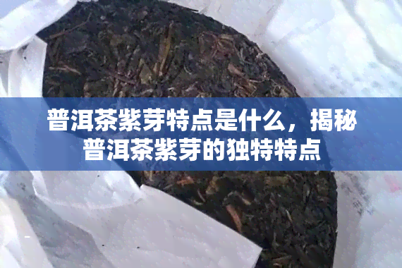 普洱茶紫芽特点是什么，揭秘普洱茶紫芽的独特特点