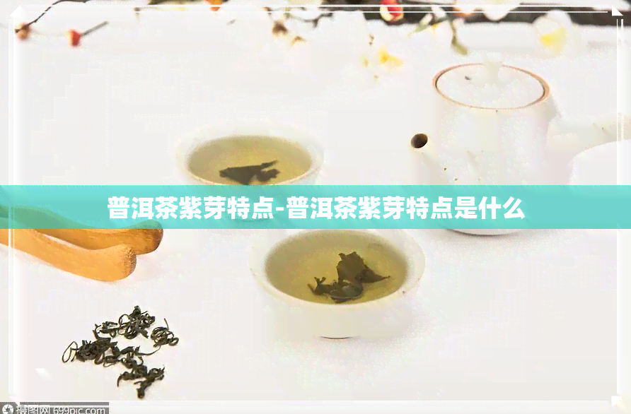 普洱茶紫芽特点-普洱茶紫芽特点是什么