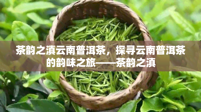 茶韵之滇云南普洱茶，探寻云南普洱茶的韵味之旅——茶韵之滇