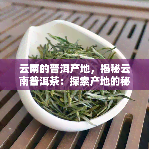 云南的普洱产地，揭秘云南普洱茶：探索产地的秘密