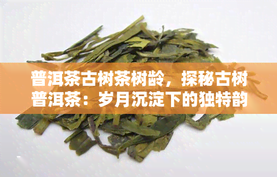 普洱茶古树茶树龄，探秘古树普洱茶：岁月沉淀下的独特韵味与价值