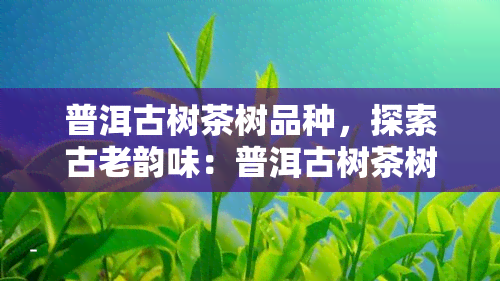 普洱古树茶树品种，探索古老韵味：普洱古树茶树品种的魅力与价值