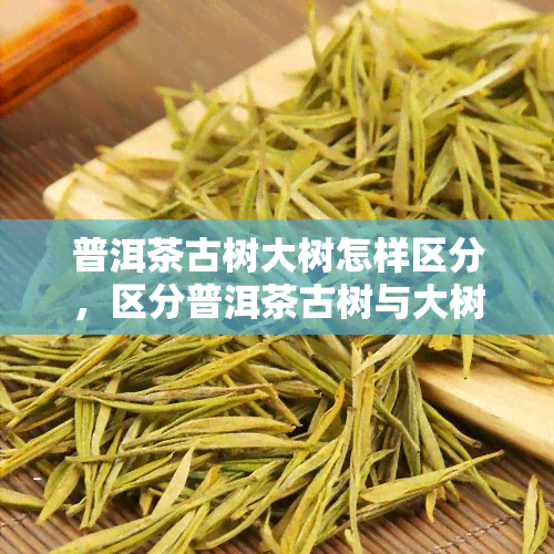 普洱茶古树大树怎样区分，区分普洱茶古树与大树：一看二闻三品尝！