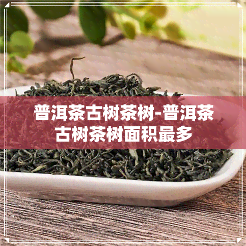 普洱茶古树茶树-普洱茶古树茶树面积最多