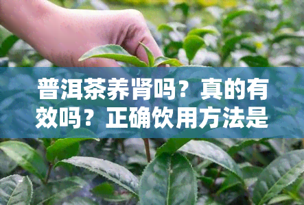 普洱茶养肾吗？真的有效吗？正确饮用方法是什么？