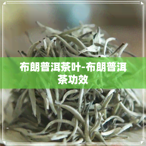 布朗普洱茶叶-布朗普洱茶功效