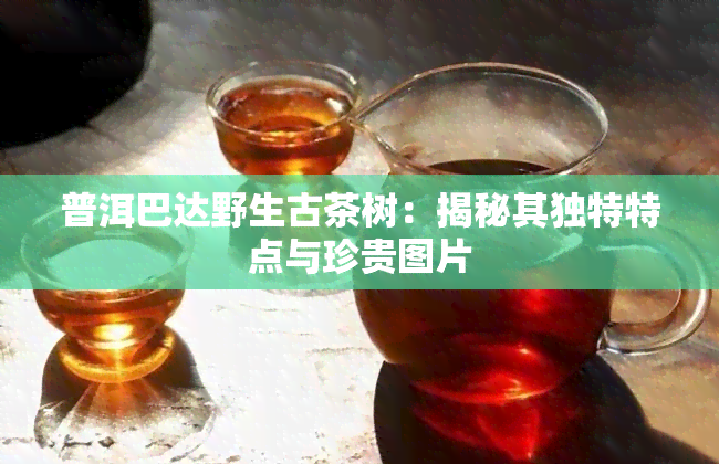 普洱巴达野生古茶树：揭秘其独特特点与珍贵图片