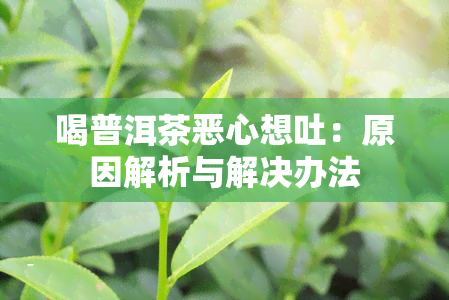 喝普洱茶恶心想吐：原因解析与解决办法