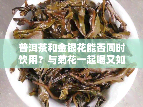 普洱茶和金银花能否同时饮用？与菊花一起喝又如何？