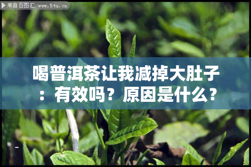 喝普洱茶让我减掉大肚子：有效吗？原因是什么？