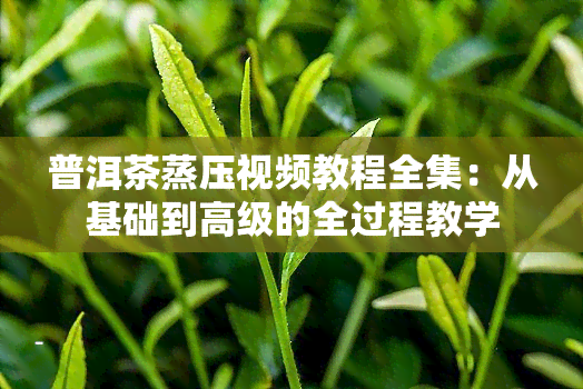 普洱茶蒸压视频教程全集：从基础到高级的全过程教学