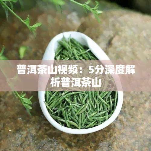 普洱茶山视频：5分深度解析普洱茶山