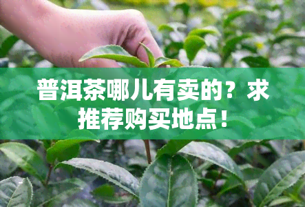 普洱茶哪儿有卖的？求推荐购买地点！