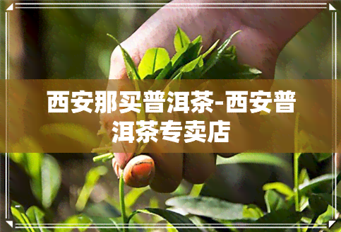 西安那买普洱茶-西安普洱茶专卖店