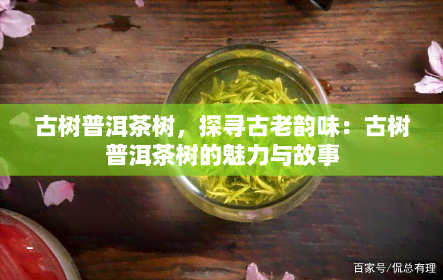 古树普洱茶树，探寻古老韵味：古树普洱茶树的魅力与故事