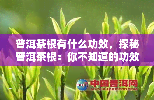 普洱茶根有什么功效，探秘普洱茶根：你不知道的功效与作用