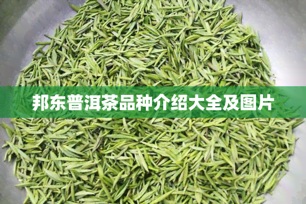 邦东普洱茶品种介绍大全及图片