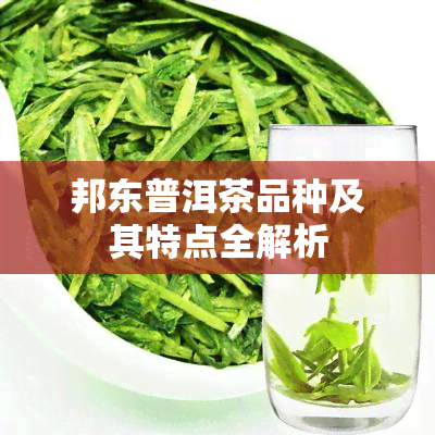 邦东普洱茶品种及其特点全解析