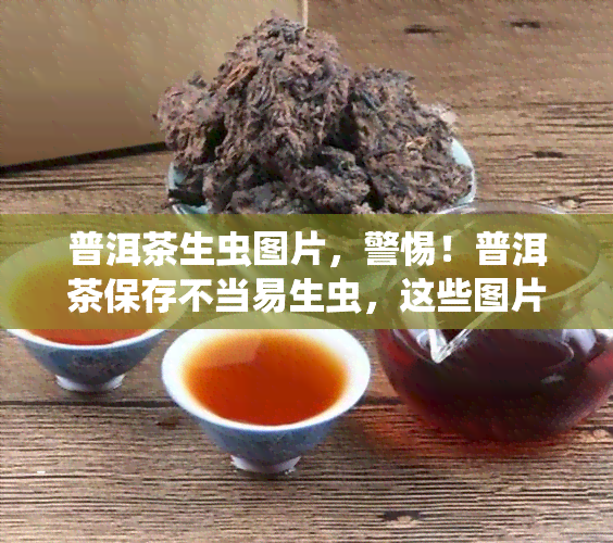 普洱茶生虫图片，警惕！普洱茶保存不当易生虫，这些图片揭示真相