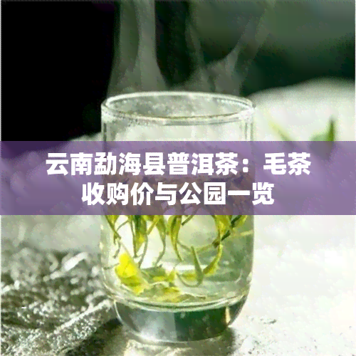 云南勐海县普洱茶：毛茶收购价与公园一览