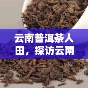 云南普洱茶人田，探访云南普洱茶世界：与田的对话