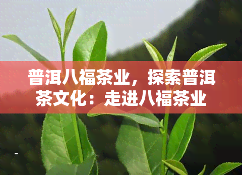 普洱八福茶业，探索普洱茶文化：走进八福茶业