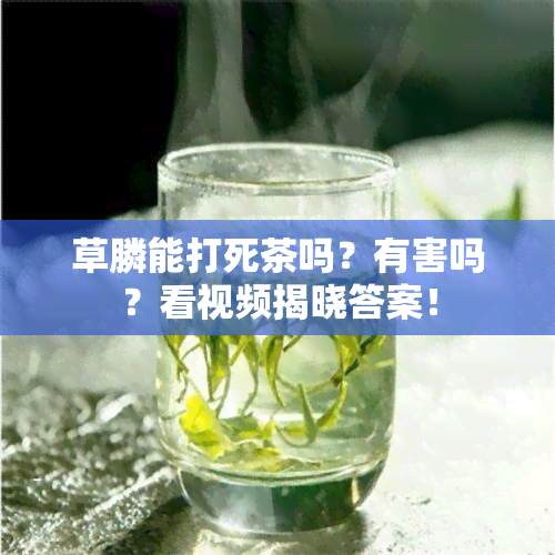 草膦能打死茶吗？有害吗？看视频揭晓答案！