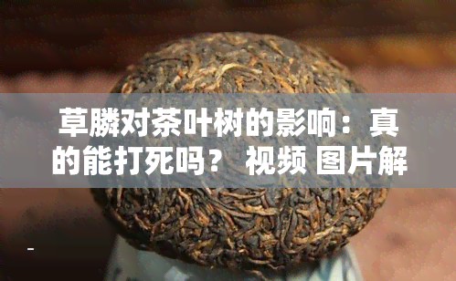 草膦对茶叶树的影响：真的能打死吗？ 视频 图片解析