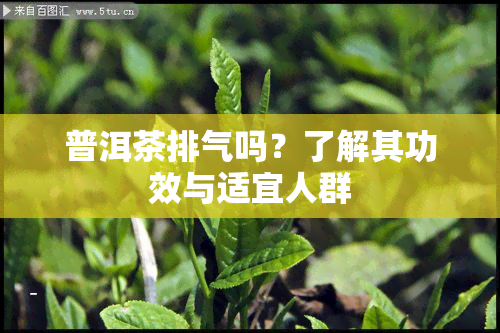 普洱茶排气吗？了解其功效与适宜人群