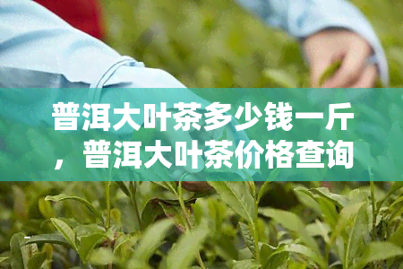 普洱大叶茶多少钱一斤，普洱大叶茶价格查询：你想知道的一斤售价是多少？