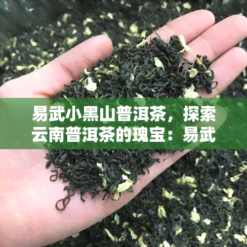 易武小黑山普洱茶，探索云南普洱茶的瑰宝：易武小黑山的味道