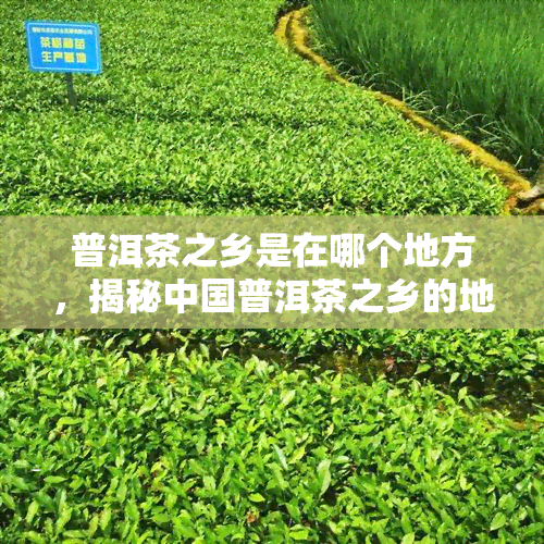 普洱茶之乡是在哪个地方，揭秘中国普洱茶之乡的地理位置