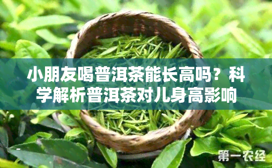 小朋友喝普洱茶能长高吗？科学解析普洱茶对儿身高影响