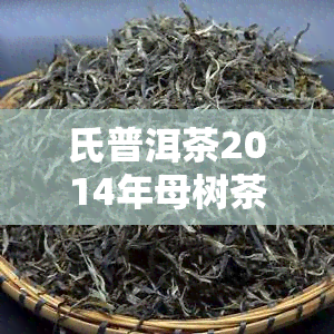 氏普洱茶2014年母树茶价格及评价