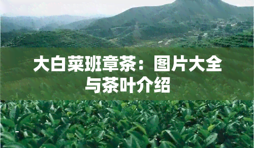 大白菜班章茶：图片大全与茶叶介绍