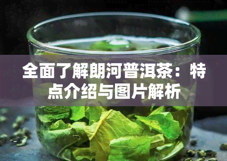 全面了解朗河普洱茶：特点介绍与图片解析