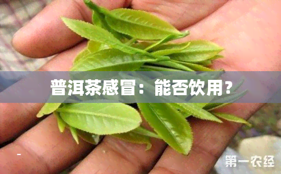 普洱茶感冒：能否饮用？