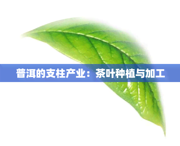 普洱的支柱产业：茶叶种植与加工